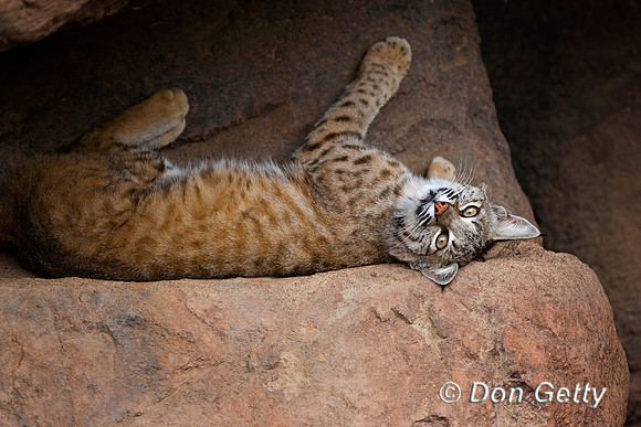 Bobcat_MR8D4233