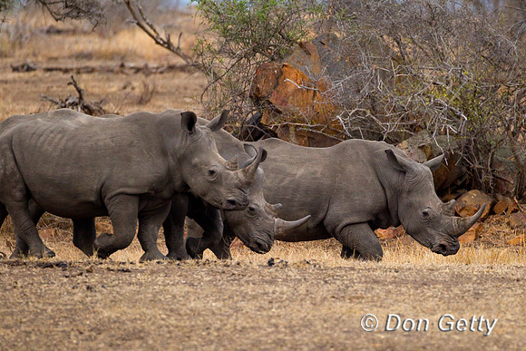 Rhino_Wht_Z2F7897