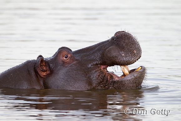 Hippo_Z2F5415