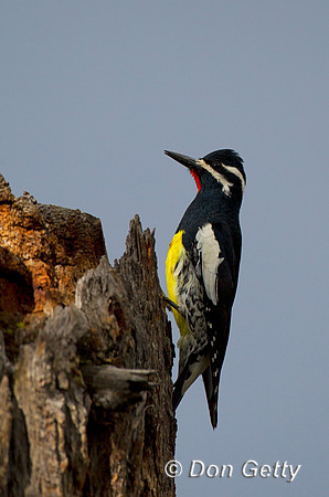 Sapsucker_Will_Z2F1455