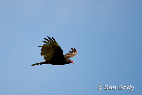 Vulture_T_D4B8501