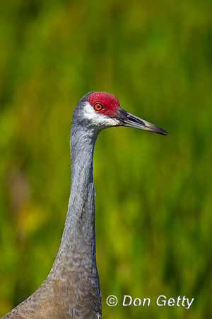Sandhill Crane
