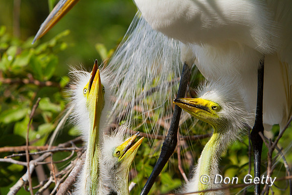 Great Egret