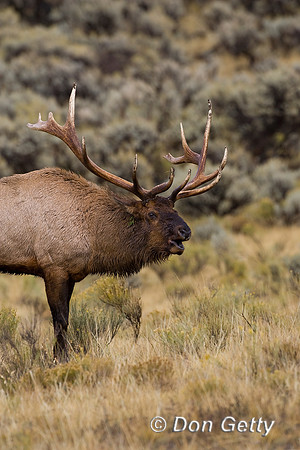 Elk_R8D6500