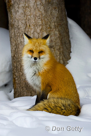 Fox_Red_R8D8260
