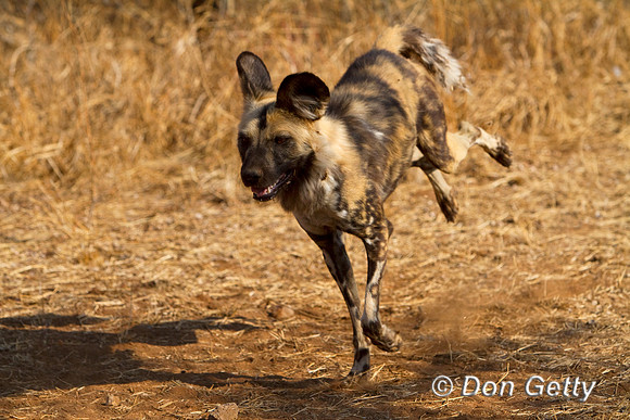 Dog_AW_MG_5090