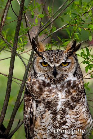 Owl_GH_D4B7728
