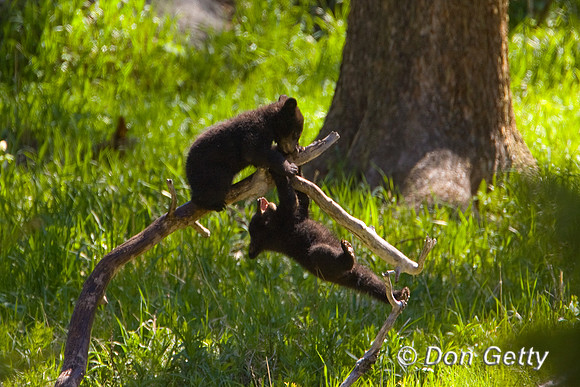 Black Bear