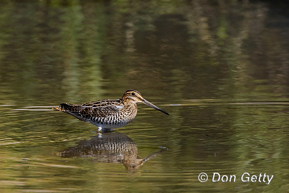 Snipe_Wil_D4B8144