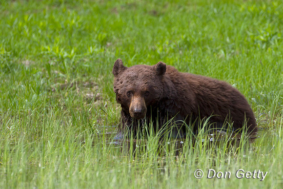 Black Bear