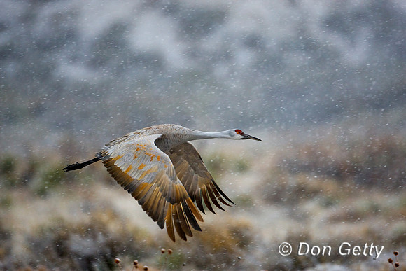 Sandhill Crane