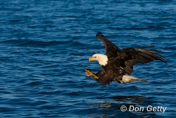 Bald Eagle