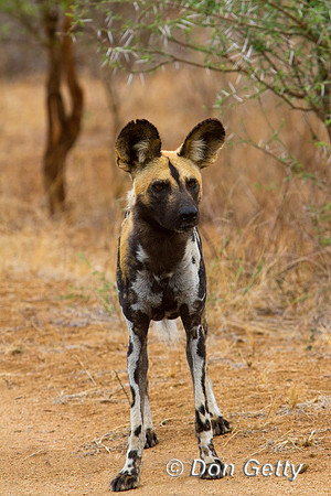 Dog_AW_MG_6076