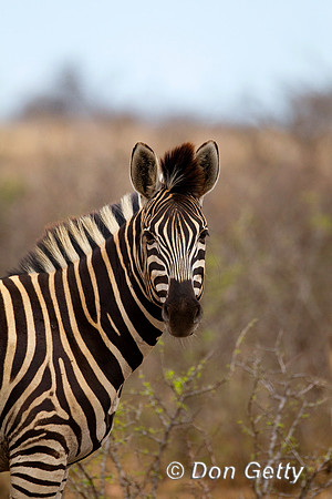 Zebra_P_Z2F8687