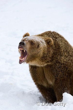 Bear_Grizzly_D4B2128