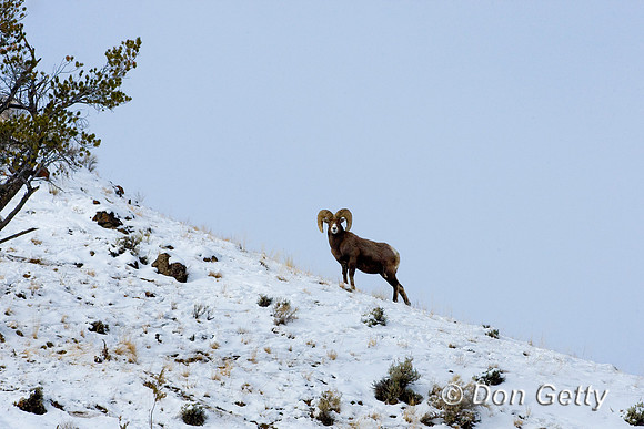Bighorn Sheep