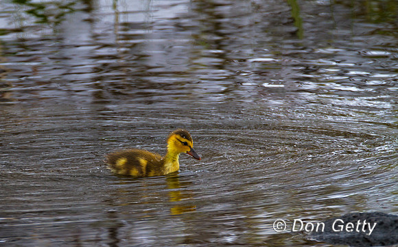 Mallard_MG_4606