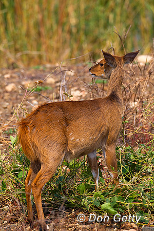 Bushbuck_Z2F5599