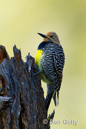 Sapsucker_Will_MG_5165