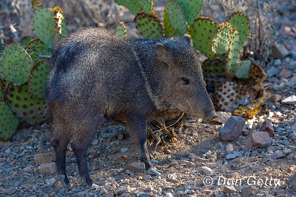 Javelina_MR8D3981