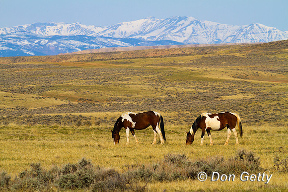 Horse_IMG_0534
