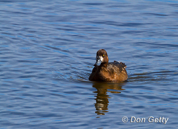 Scaup_L_MG_3175