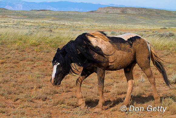 Horse_MG_8692