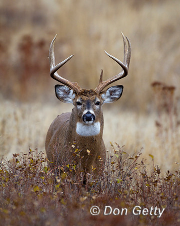 Deer_WtTl_Z2F9935