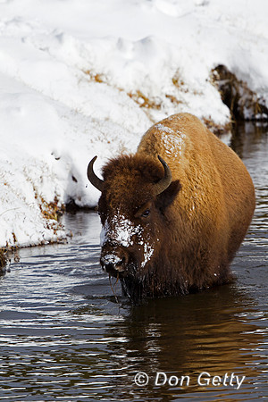 Bison, "Bison bison", Buffalo, Wyoming, "Yellowstone National Park"