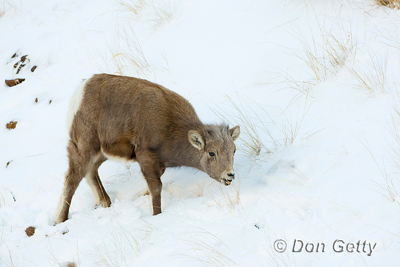 Bighorn Sheep