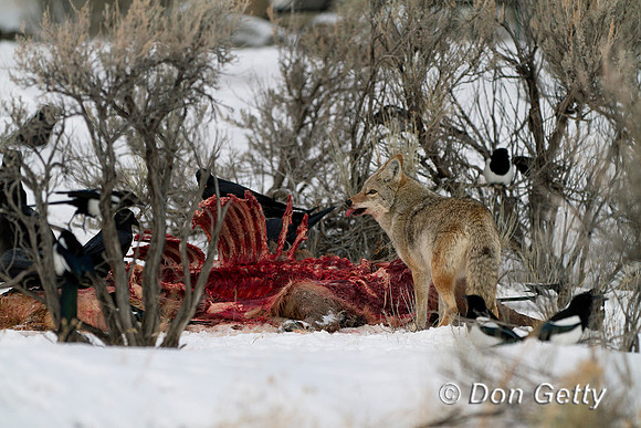 Coyote_MG_0601