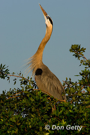 Heron_Grt_Blue_D4B6982