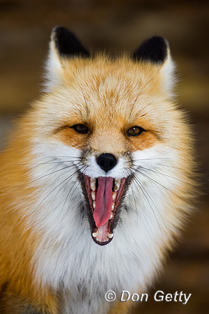 Fox_Red_R8D8363