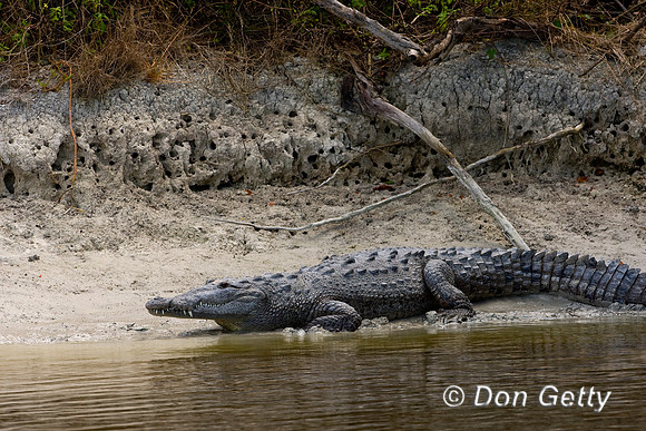Crocodile_Amer__D4B8545