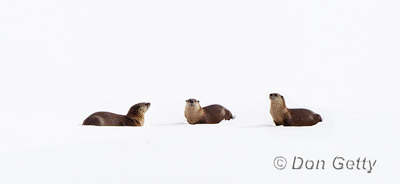 "Lontra canadensis", Otter, River, Wyoming, "Yellowstone National Park"