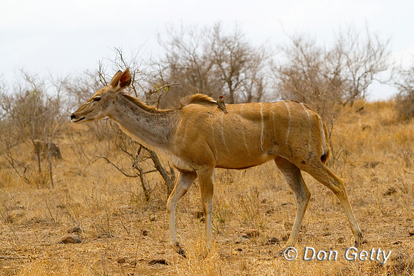 Kudu_G_MG_3337