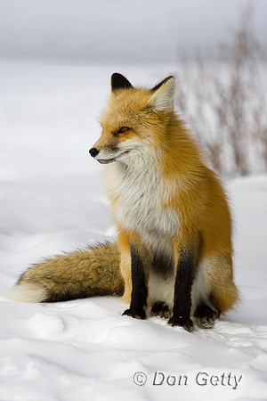 Fox_Red_R8D8383