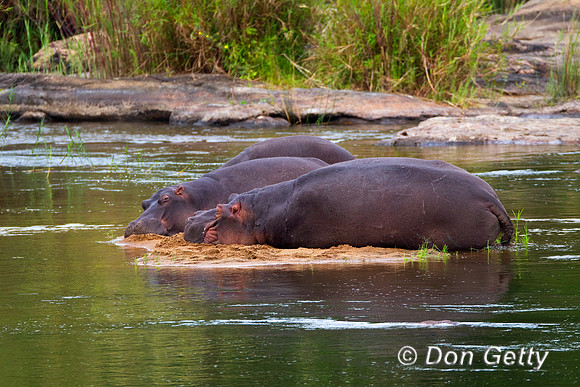 Hippo_Z2F7334