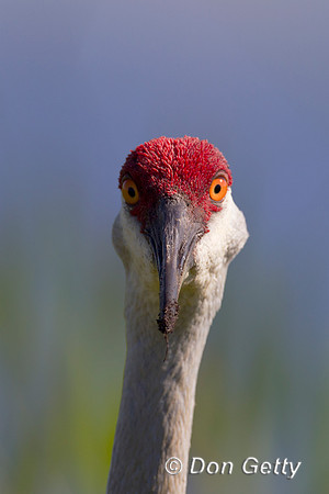 Sandhill Crane