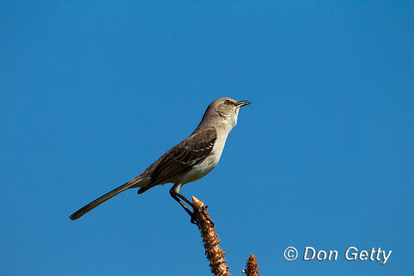 Mockingbird_N_Z2F0621