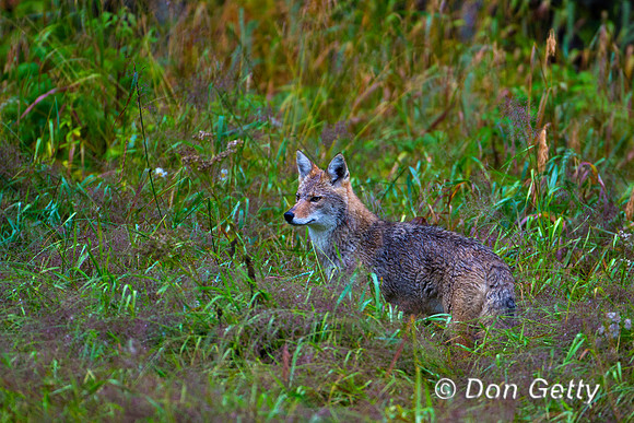 Coyote_Z2F8611