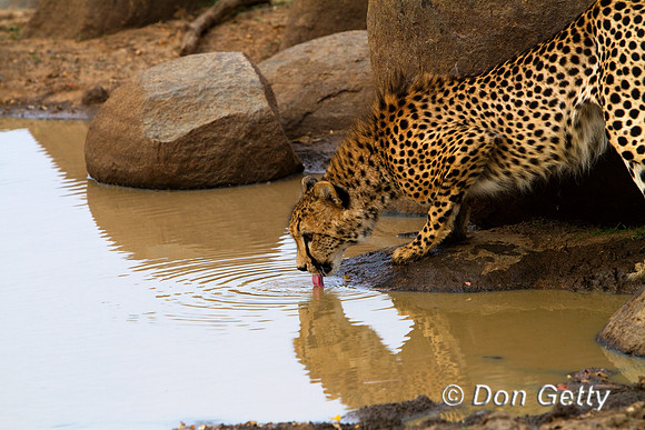 Cheetah_MG_4359