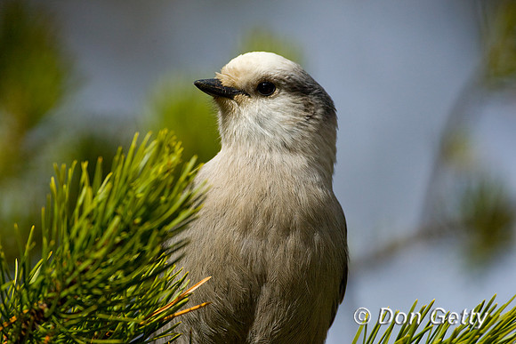 Jay_Gray_D4B0893
