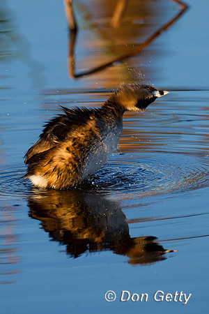 Grebe_PB_Z2F1271