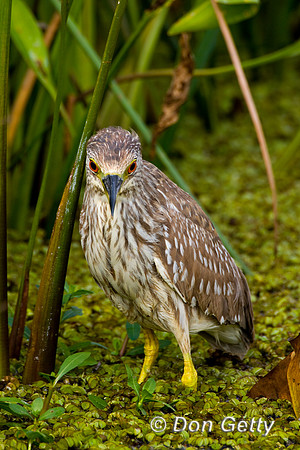 Heron_Blk-crwnd_Night_D4B7978