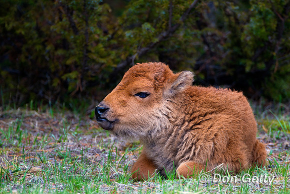 Bison_Z2F4601