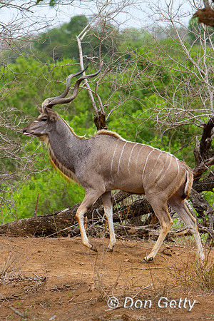 Kudu_G_MG_6229