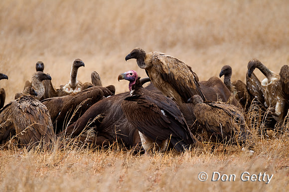 Vulture_Z2F8266