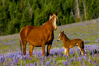 Montana, Pryor Mountain
