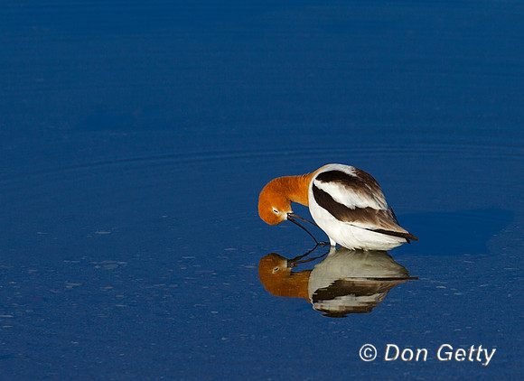 Avocet